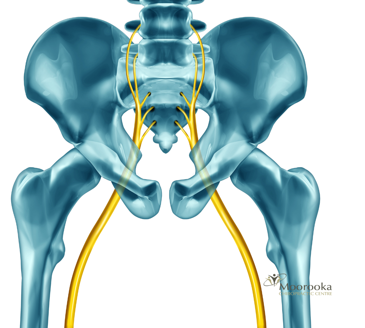 Sciatica nerve